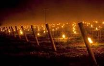 Image result for candles in vineyard